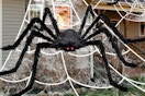 a giant spider on a web
