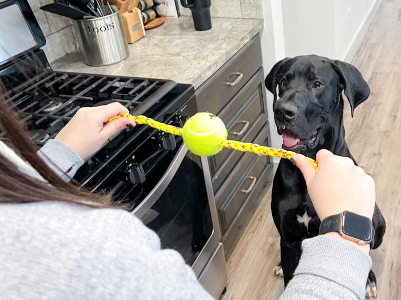 a person playing with a dog with a diy dog toy made from a tennis ball and rope 