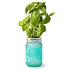 Modern Sprout Basil Grow Kit
