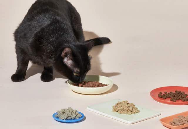 Try Smalls Cat Food for Just $22 Shipped With Free Treats for Life card image