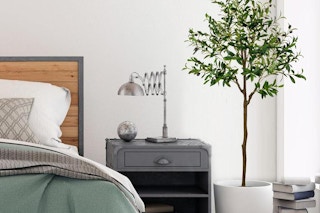 olive tree