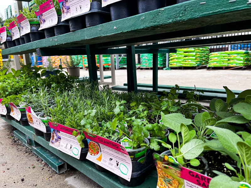 home depot burpee vegetable plants