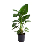 White Bird of Paradise House Plant