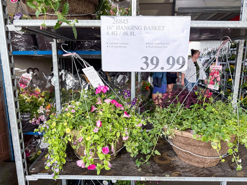 costco-plants-hanging-basket-16-inch