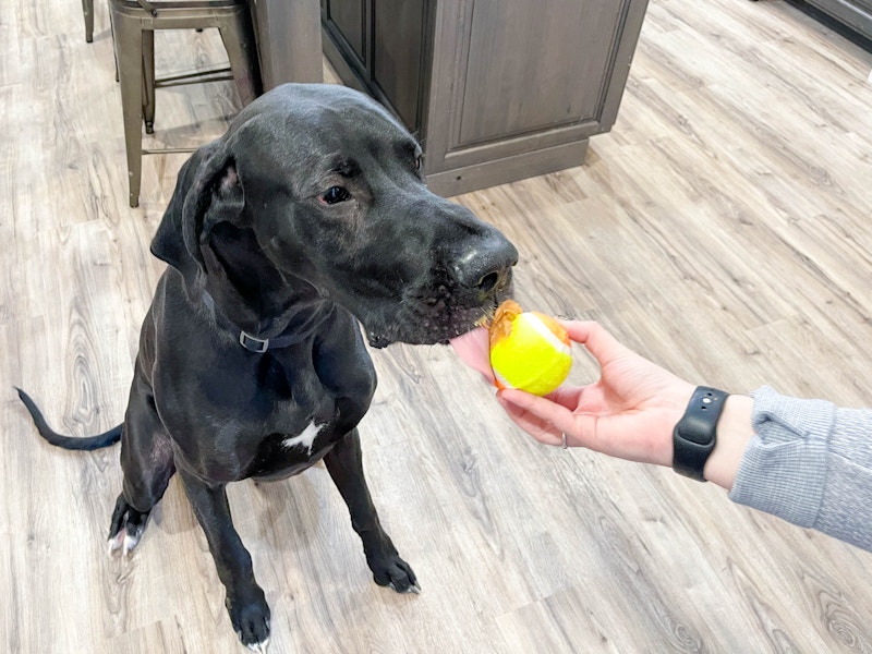 a dog licking a tennis ball with peanut butter inside 