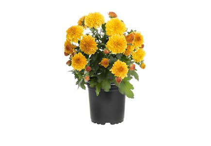 Expert Gardener Orange Mum