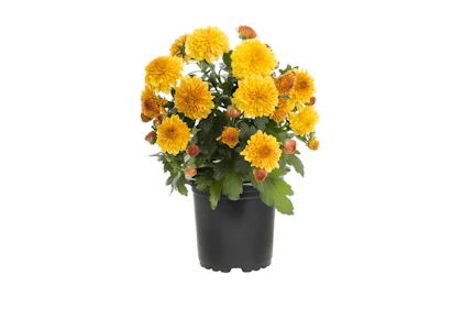 Expert Gardener Orange Mum