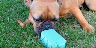 A dog chewing on a Chew King frozen feeding toy