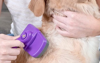 purple grooming brush brushing a dog