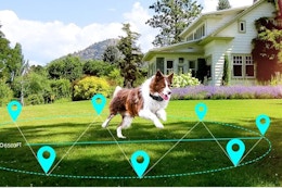 Large Area GPS Wireless Dog Fence System, Now $80 for Amazon Pet Day card image