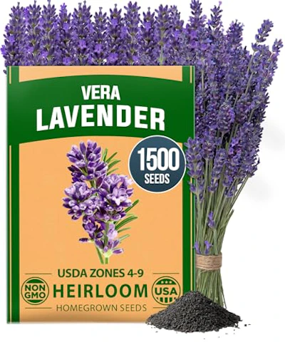 English Lavender Seeds, 1500 ct