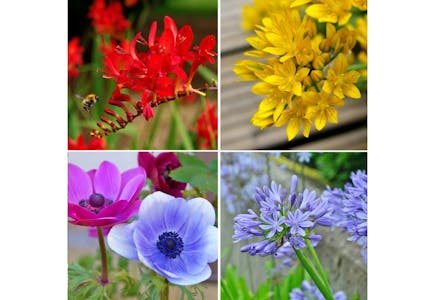Bees & Butterflies Flowers