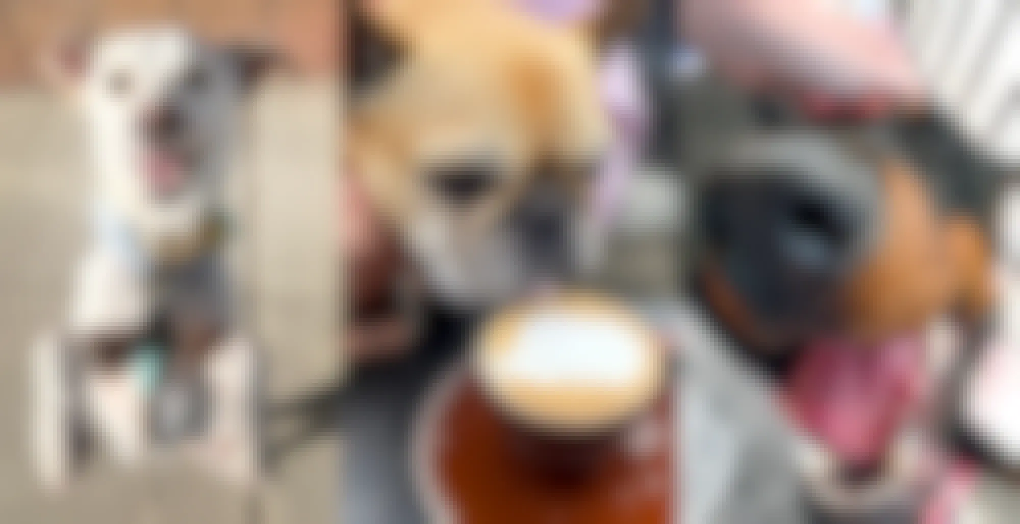 Dog-Friendly Coffee Shops in All 50 States