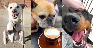 triptych of three dogs outside coffee shops and restaurants