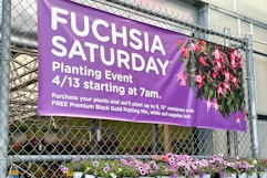 Fred Meyer Fuchsia Saturday 2025: How It Works and What to Expect Next Year card image