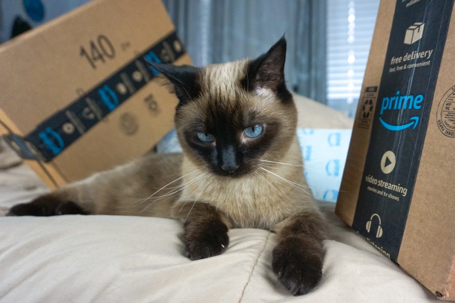 A cat with bright blue eyes laying on a bed with some Amazon packages