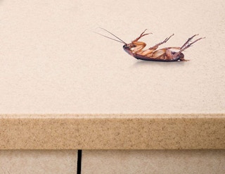 Combat Max 12-Month Roach Killing Bait