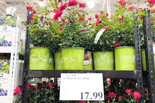 costco knock out rose on shelf with $17.99 sale tag