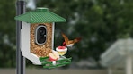 a smart bird feeder