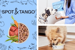 Spot and Tango Feature Image