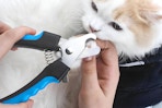 a woman using clippers on a cat