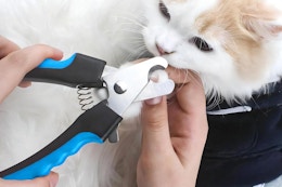 a woman using clippers on a cat