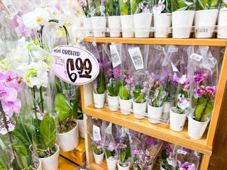 trader-joes-orchids-4