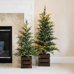 Boxed Pine Trees with Twinkle Lights 2-Pack