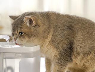 amazon cat care pet fountain 2022 4 1652982208 1652982208