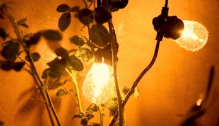 string bulb lights on a plant casting shadows