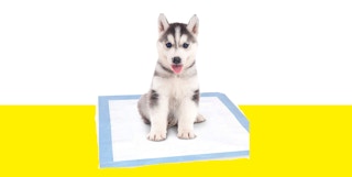 Puppy on a puppy pad