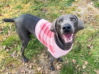 dog wearing sweater outside