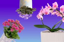 New Giftable Potted Plants at Target for Mother's Day — Prices Start at $10 card image