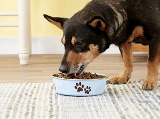 walmart-bella-dog-bowl-2022