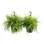 Boston Fern Hanging Basket 2-Pack