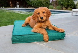 BarkBox: Free Outdoor Dog Bed With First Order — $27 per Month for 6 Months card image