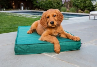 BarkBox Dog Bed