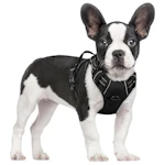 Dog Harness