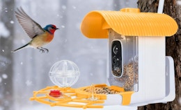 a bird flying to a bird feeder with a camera