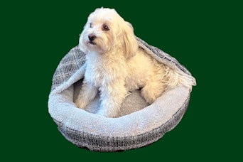 kohls pet beds