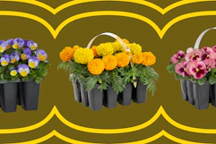 purple, yellow, pink flower packs