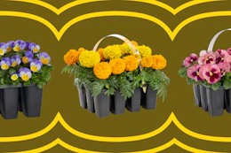 purple, yellow, pink flower packs