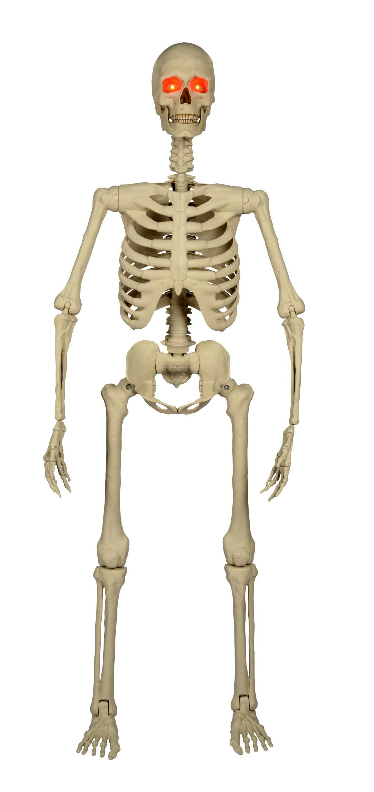 Posable Skeleton