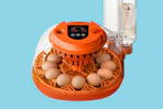 Egg Incubator B0FB3C8MMG