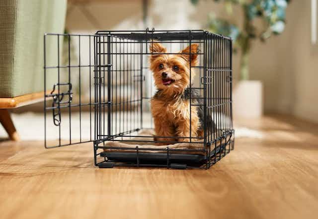 Dog Crates, as Low as $21 at Chewy card image