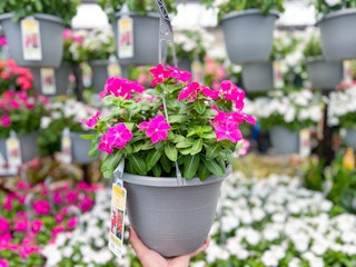 hanging flower baskets lowes 2 1683566625 1683566625