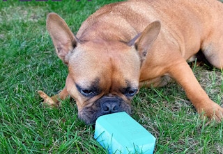 dog treat toy with a dog in a yard