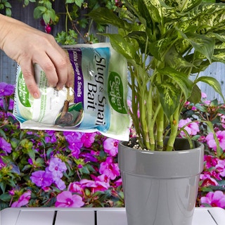 garden safe slug and snail bait amazon 1682340235 1682340235