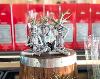 trader joes yoga skeleton air plant 2021 rs 1630506691 1630506691