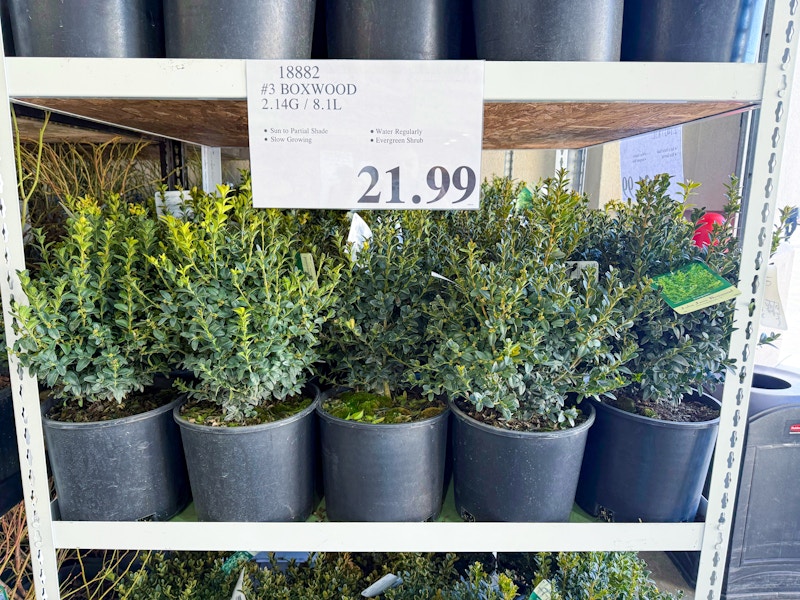 boxwood plants costco